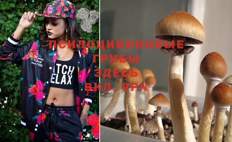 Псилоцибиновые грибы Psilocybine cubensis  купить закладку  Заинск 